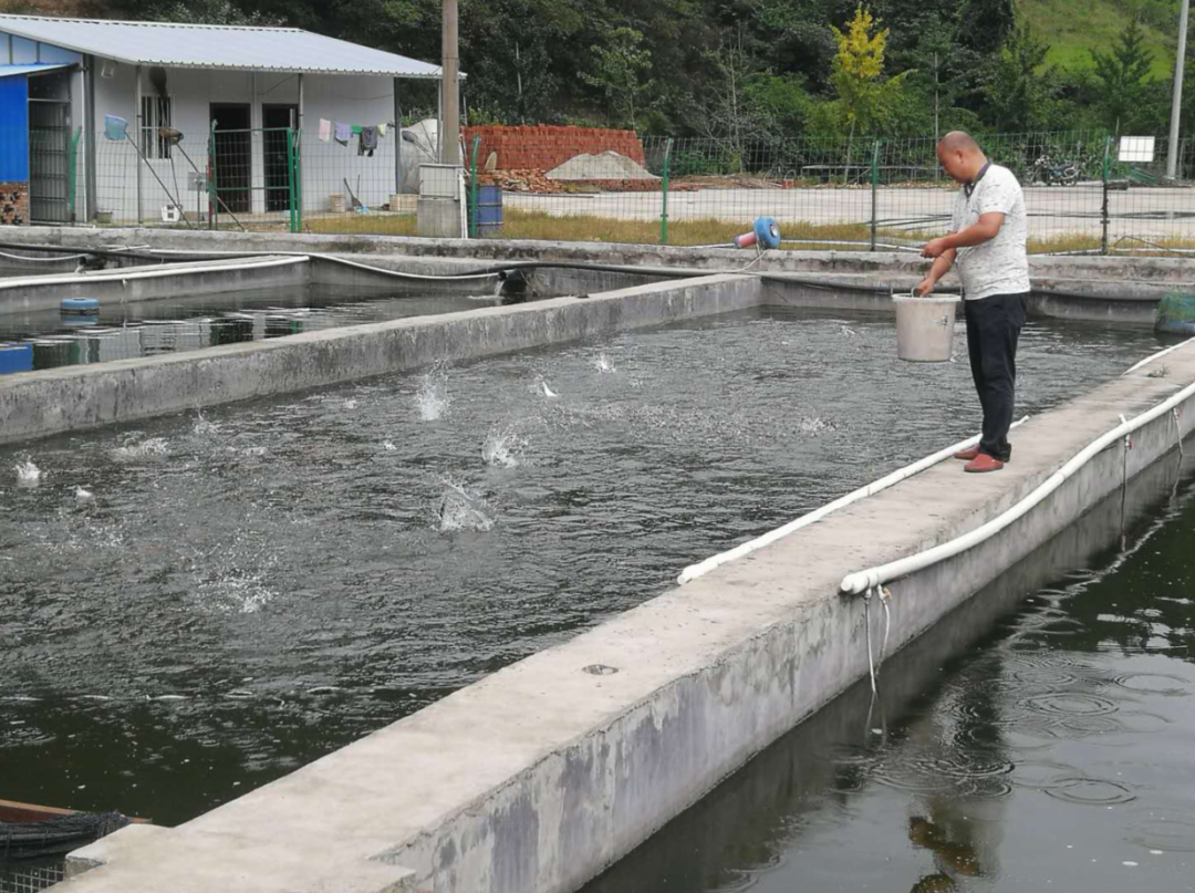 为了确保一库净水永续北送,我从水面养鱼转型到陆地精养鱼池养鱼