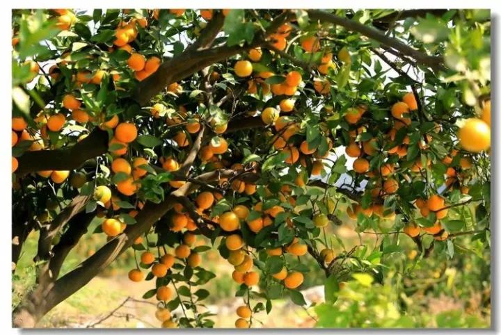 丹棱柑橘之乡图片
