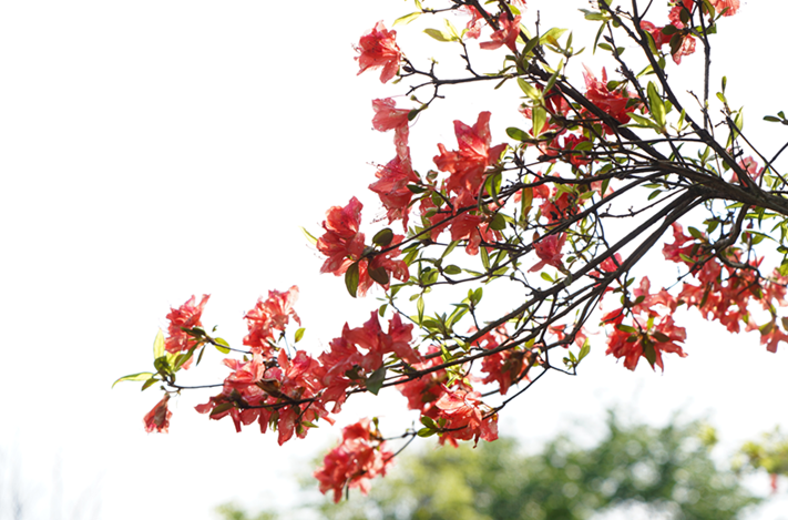 惊艳十堰这里漫山杜鹃花开了百亩花海蔚为壮观