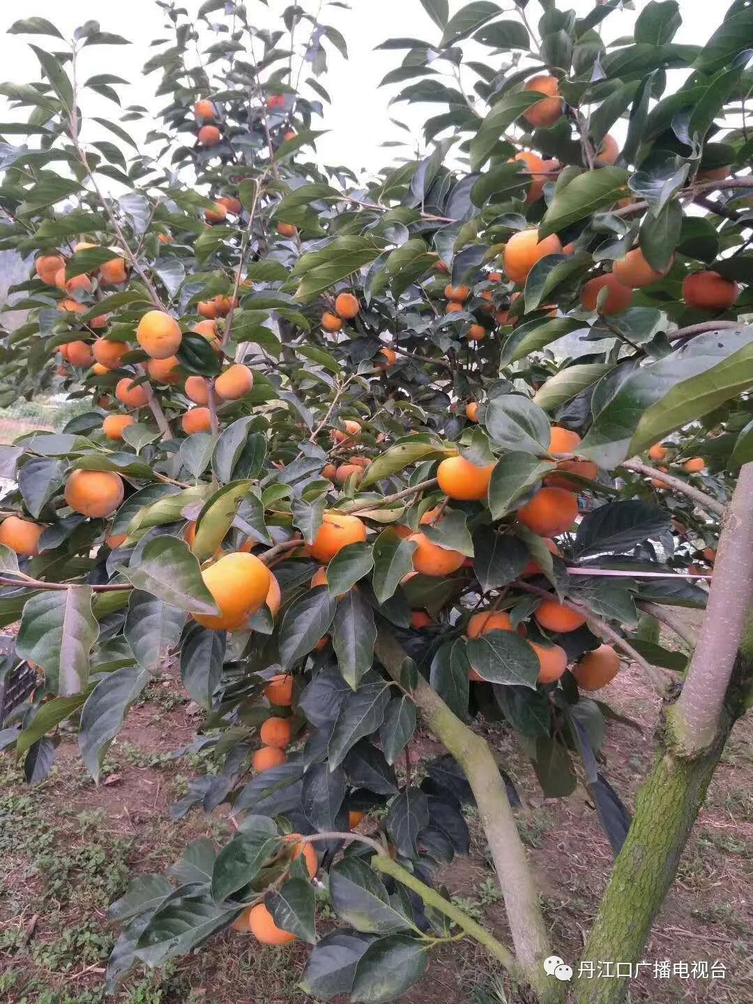 脆柿子,麒麟瓜亲手采摘,地点在这儿!