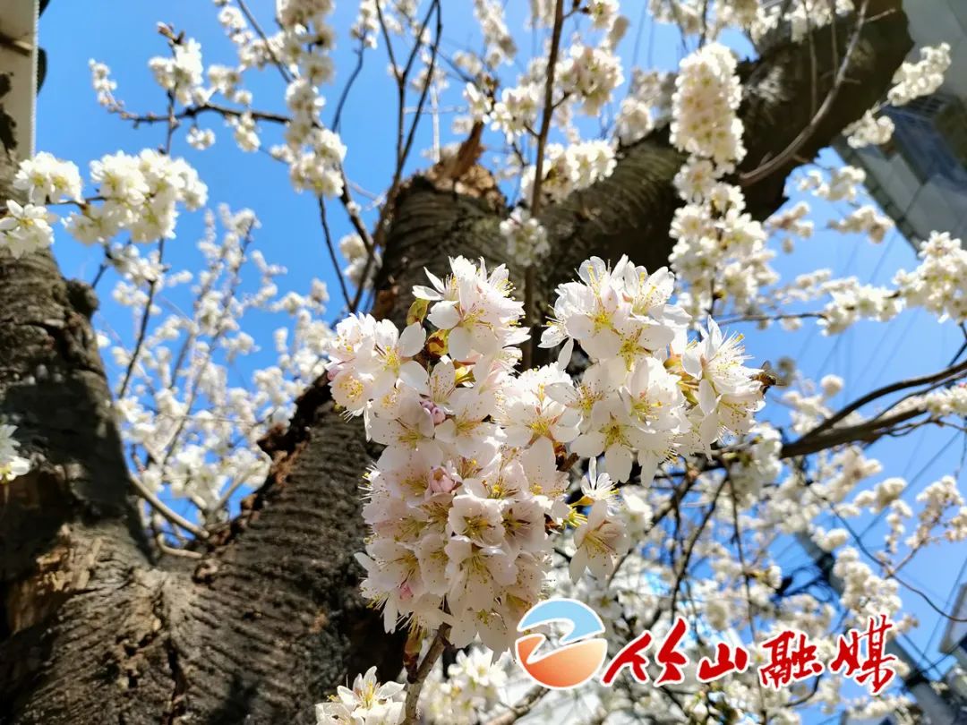 十堰县市区 竹山 > 正文晴日春来早,烂漫山花开.