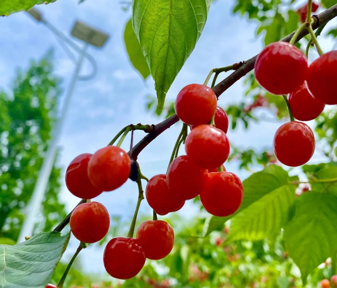 10条路线带你实现"樱桃自由"_云上十堰